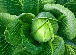 Fresh Green Cabbage