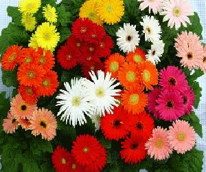 Gerbera Daisy Flowers