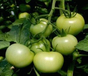 Green Tomatoes