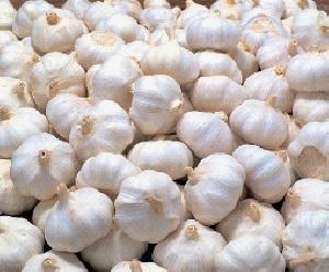 India Garlic