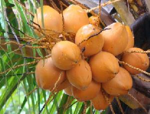 orange tender coconut