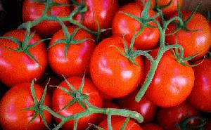 red tomatoes