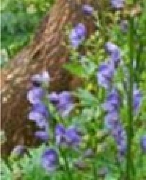 Monks Hood and Aconite