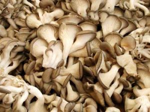 Dried Oyster Mushrooms