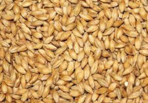 Barley
