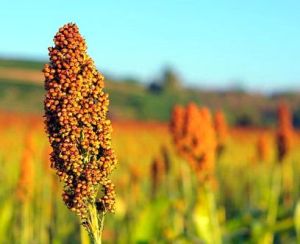 Sorghum Seeds