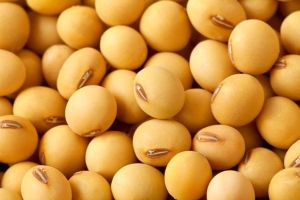 Soya Bean