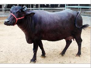 Live Mehsana Buffalo