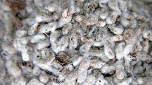 cotton seeds