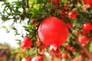 Fresh pomegranate