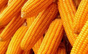 Yellow Corn