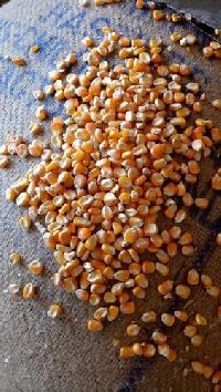 Yellow Corn Seeds