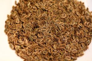 Dill Seeds