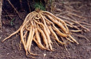 Dried Shatavari Roots