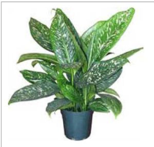 Aglaonema Parrot Jungle Plants