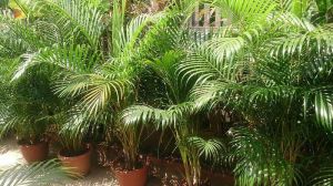 Areca Palm Plant