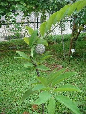 Custard Apple Plants