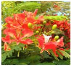 Delonix Regia Plants