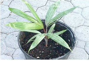 Dypsis Cabadae Plants