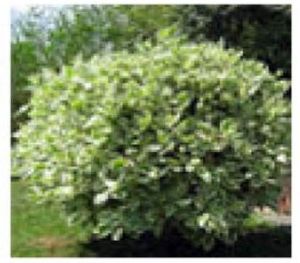 Ficus Benjamina Plants