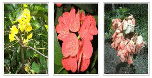 Flower Plants