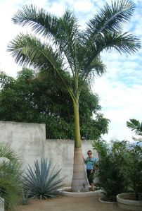 Palm Plant