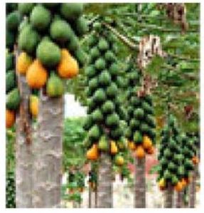 papaya plants