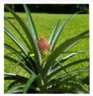 Pineapple Plants