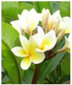 Plumeria Alba Plants