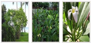 Plumeria Plants