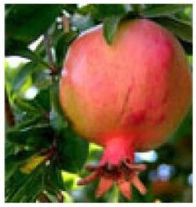 Pomegranate Plants