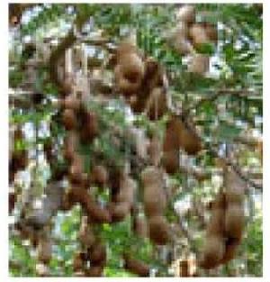 tamarind plants