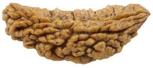 1 Mukhi Rudraksha