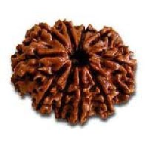 10 Mukhi Nepali Rudraksha