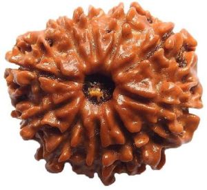 10 Mukhi Rudraksha Original Nepali