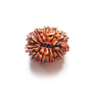 12 Mukhi Rudraksha Original Nepali