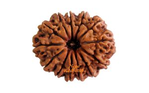 13 Mukhi Nepali Rudraksha