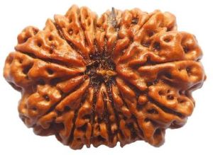 15 Mukhi Rudraksha Original Nepali