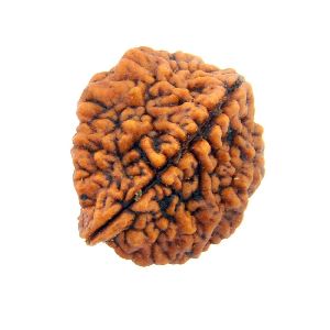 2 Mukhi Rudraksha