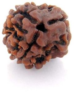 3 Mukhi Rudraksha Original Nepali