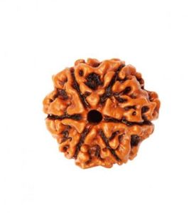 6 Mukhi Rudraksha