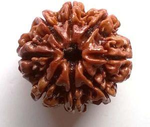 8 Mukhi Nepali Rudraksha