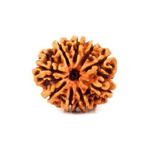 9 Mukhi Rudraksha Original Nepali