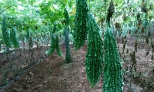 Fresh Bitter Gourd