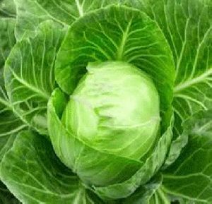 Fresh Cabbage