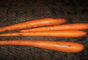 Fresh Carrot