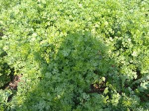 Fresh Coriander Leaves