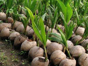 Coconut Plant