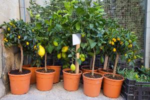 Lemon Plant