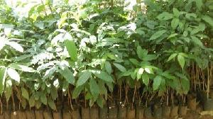 Mahogany Plant